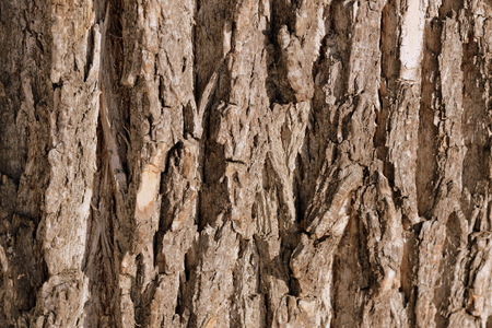 Old tree bark texture background close up. Brown color toned