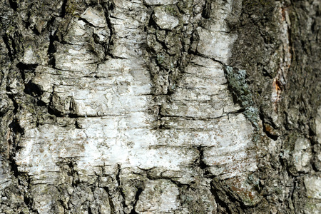 Old birch tree bark background and texture close up