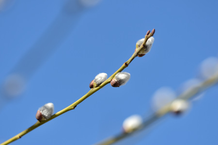 Branch of pussy-willow on background of blue sky close upの写真素材