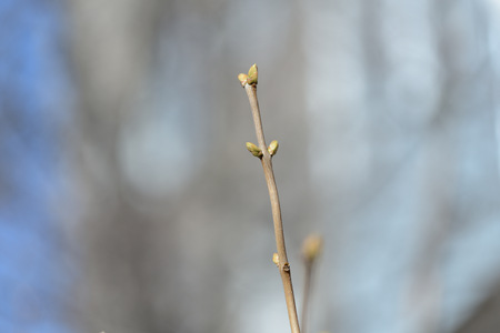 Branch of a bush with buds closeup on a sunny spring day
