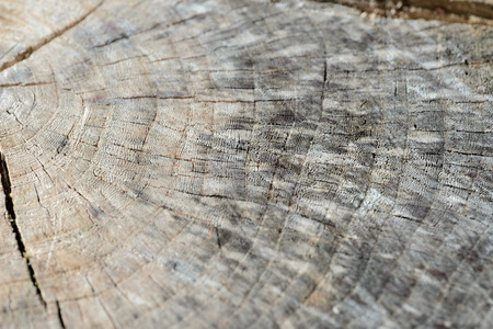 Tree cut trunk texture close up. Wooden background