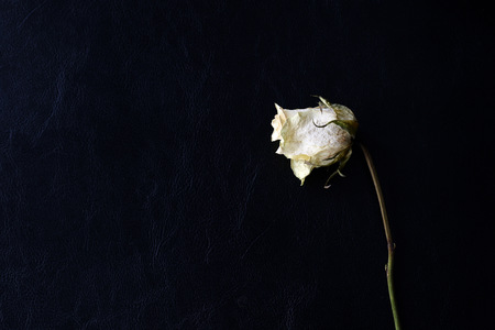 Dried white rose on a dark background close upの写真素材