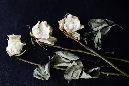 Dried white roses on a dark background close up