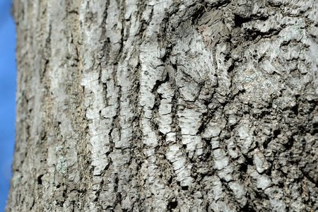 Texture of tree bark illuminated by the sun close up. Natural backgroundの写真素材