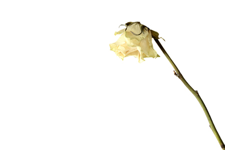 Dried rose flower close up isolated on whiteの写真素材
