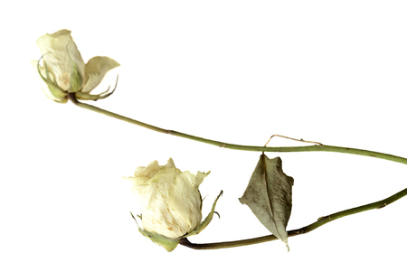 Dried rose flowers close up isolated on whiteの写真素材