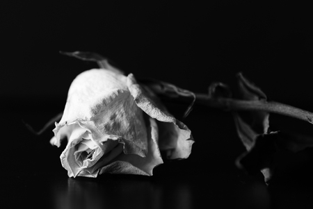 Dry white rose on a black background close up. Black and whiteの写真素材