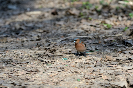 Chaffinch walking on the ground in the spring forestの写真素材