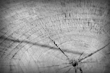 Tree cut trunk texture close up. Wooden background black and whiteの写真素材