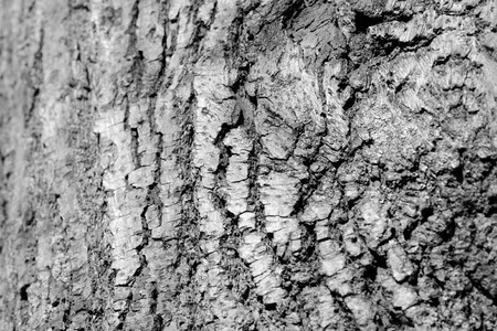 Tree bark texture close up. Natural background black and whiteの写真素材
