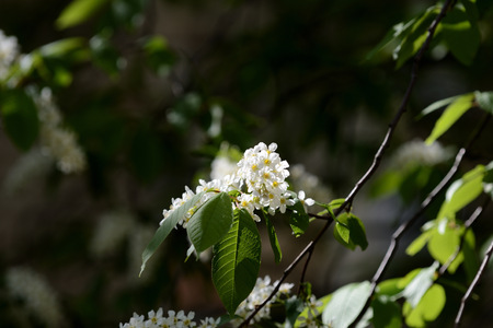 Beautiful white flowers on the branches of bird cherry on a clear spring dayの写真素材