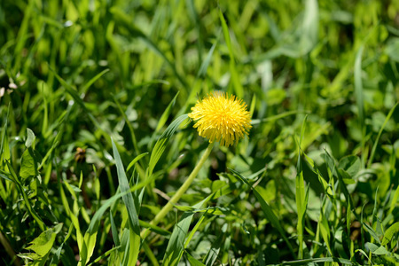 Bright yellow dandelion among the grass on a sunny day
