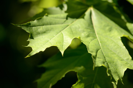 Green maple leaves close up lit by the sun. Natural background