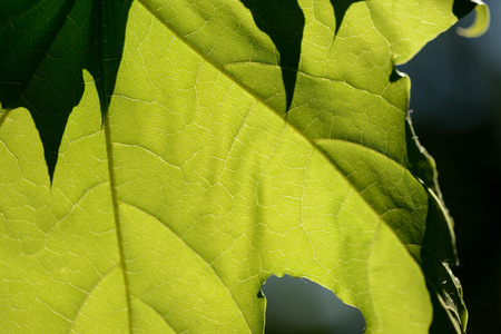 Green maple leaves close up lit by the sun. Natural background