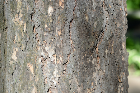 Tree bark illuminated by the sun close up. Natural background