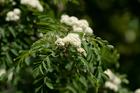 Flowering rowan tree on a bright sunny day close upの写真素材