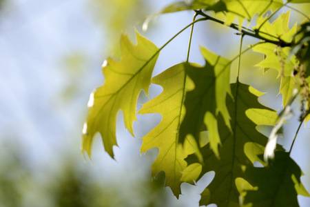 Oak leaves lit by the sun on a bright day close upの写真素材