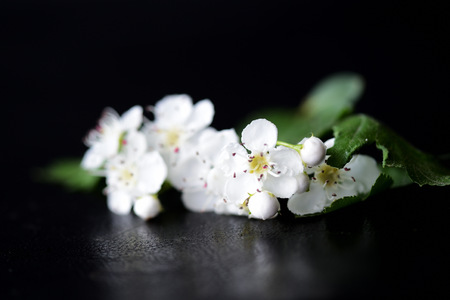 White flowers of hawthorn on a dark background close upの写真素材