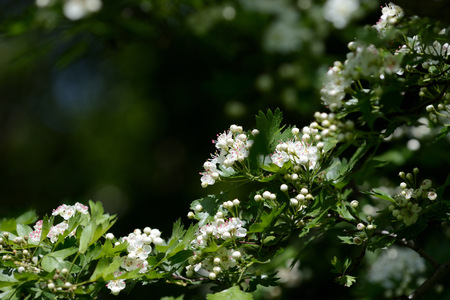 Hawthorn flowers in the forest on a bright sunny dayの写真素材