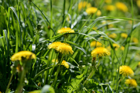 Bright yellow dandelions on a sunlit lawn close up