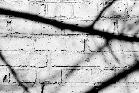 Old painted brick wall with shadows of branches on it on a sunny day. Black and white abstract backgroundの写真素材