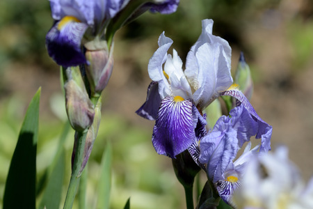 Beautiful iris flower of lilac color in the garden on a sunny day close upの写真素材