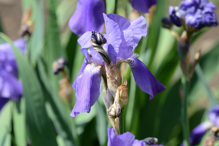 Beautiful iris flower in the garden lit by the bright sun close up