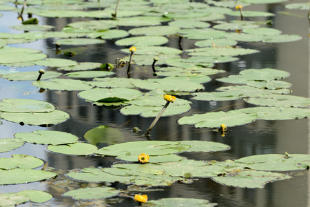 Beautiul yellow water lilies (Nuphar Lutea) in a city pond on a bright summer dayの写真素材