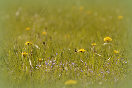 Wild flowers in a meadow close up. Toned natural backgroundの写真素材