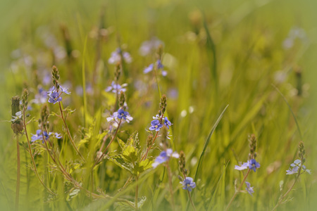 Wild flowers in a meadow close up. Toned natural backgroundの写真素材