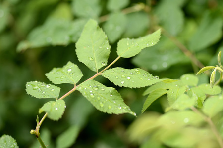 Drops of water on the leaves of wild rose after the rain close upの写真素材