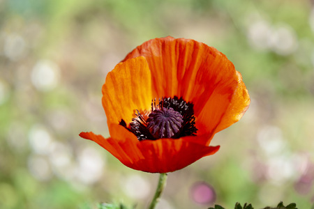 Beautiful garden poppy flower close up on a bright sunny dayの写真素材