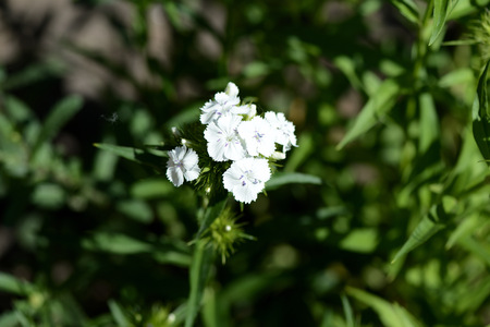 Sweet william flowers (Dianthus barbatus) in the summer garden close upの写真素材