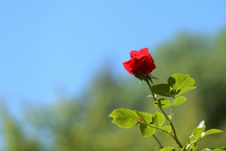 Beautiful red rose flower in summer garden on a bright sunny dayの写真素材