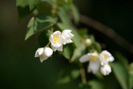 Mock orange (Philadelphus) white flowers close up on a bright summer dayの写真素材