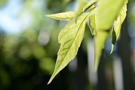 Maple leaves backlit by the sun in summer day close up