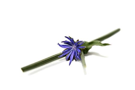 Chicory flower isolated on white background close upの写真素材