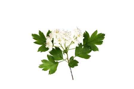 Branch of hawthorn (Crataegus monogyna) with flowers isolated on white background close upの写真素材