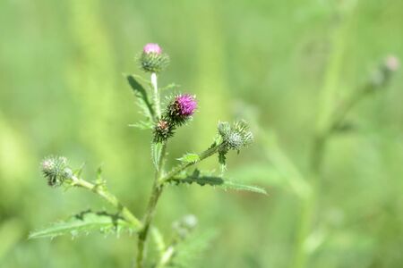 Thistle flowers on the lawn on a summer day close upの写真素材