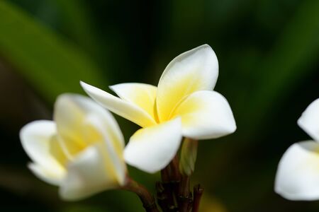 Beautiful frangipani flowers on a sunny day close-upの写真素材