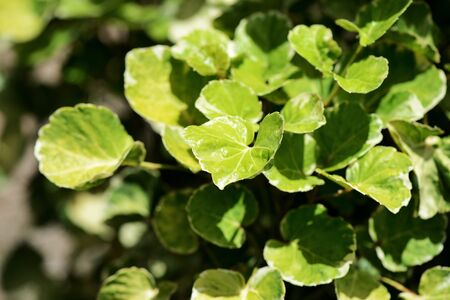 Shrub leaves lit by the bright tropical sunの写真素材