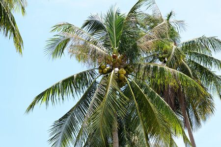 Coconut palm against the blue sky. Tropical background