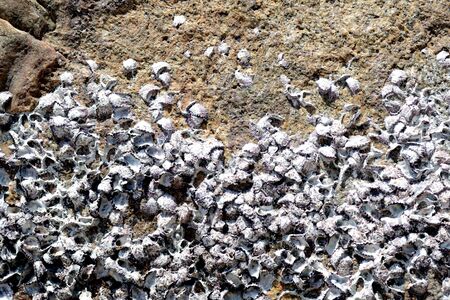 Stone with seashells close up. Natural abstract background