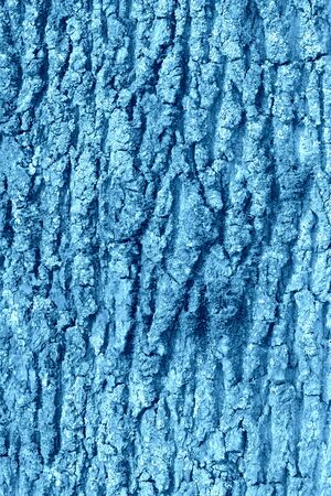 The bark of an old tree covered with a moss close up. Natural abstract background blue color tonedの写真素材