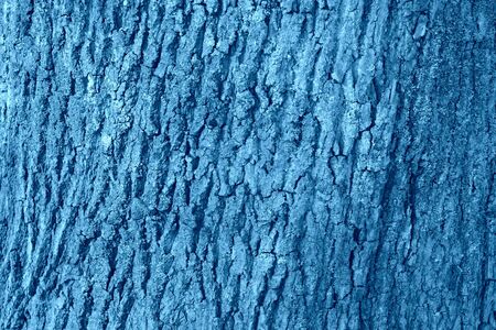 The bark of an old tree covered with a moss close up. Natural abstract background blue color tonedの写真素材