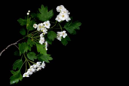 Hawthorn branch (CrataÃ©gus monÃ³gyna) with white flowers isolated on a black background close upの写真素材