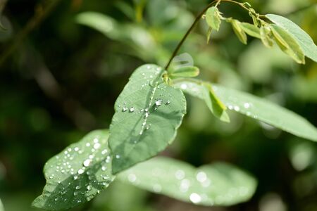 Raindrops on green leaves in tropical garden close-upの写真素材