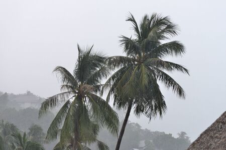 Heavy tropical rain on the coast of Koh Samui, Thailandの写真素材
