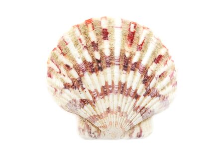 Beautiful seashell isolated on white background close-up