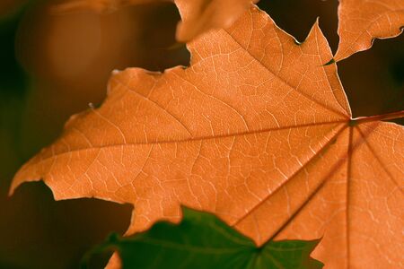 Orange maple leaf close up lit by the sun. Autumn natural backgroundの写真素材